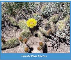 Cacti can be propagated in several ways. How Long Do Cacti Live How Do They Spread Seeds Or Something Else Idaho Ask A Scientist