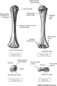 It articulates behind the humerus in the olecranon fossa and may be felt as the point of the elbow. Olecranon Fossa An Overview Sciencedirect Topics