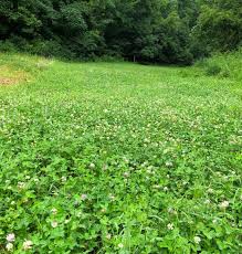 Once past the initial investment of buying seed, their future. What To Plant In A Half Acre Food Plot Food Plots And Land Management Realtree Camo