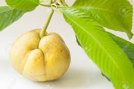 The elephant tree is the rare, northernmost species of small, aromatic, tropical family which is extremely. Elephant Apple On Tree Or Chalta Of South East Asia On Grey Background Stock Photo Picture And Royalty Free Image Image 99705049
