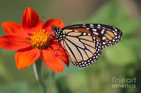 Maybe you would like to learn more about one of these? Light Chaser Photograph By Nieves Egelkraut