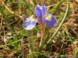 Image result for Moraea niassensis