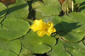Image result for Nymphoides forbesiana