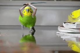 Birds With Human Arms Gif Https Encrypted Tbn0 Gstatic Com Images Q Tbn 3aand9gctgntkwficmz9b2 04lljtpg Tlskhcdnlrw Usqp Cau