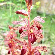 Pin On Lcapplingphotoart Catalog Fine Art Photography Montana Plants Nature Animals
