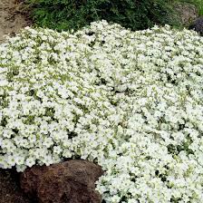 Berg Sandkraut Im Ca 9 Cm Topf Online Kaufen Bei Gartner Potschke Garten Bepflanzen Bodendecker Steingarten