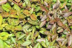 Image result for Adenostemma viscosum