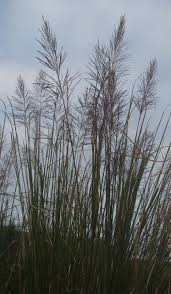 Image result for Chrysopogon