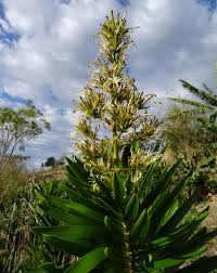 Image result for Dracaena afromontana