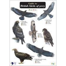 Guide To British Birds Of Prey Fold Out Chart