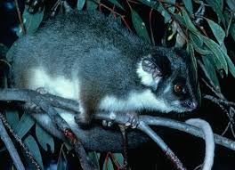 Possums A common ringtail possum (pseudocheirus peregrinus) sits on a tree branch eating leaves. possums