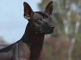 Xoloitzcuintli Price Temperament Life Span