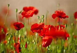 Summer flower garden nature flowers spring bloom sunflower plant lavender. Cute Flower Field Flowers Nature Background Wallpapers On Desktop Nexus Image 1266151