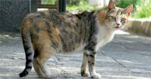 Kedi Tirmalamasi Kuduz Yapar Mi Kuduz Asisi Gerekir Mi