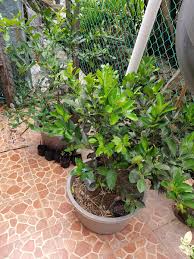 Cara mudah tut limau kasturi | teknik menghasilkan anak pokok yang cepat berbuah. Shahrizal Denci Sur Twitter Pokok Limau Kasturi Medium Cocopeat In Besen 1 Potong Keratan Batang Dari Pokok Limau 2 Buang Sikit Daun Dan Tinggalkan Sikit 3 Semai Macam Yang Dalam