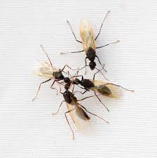 If the bug you inspect looks like an ant, it is usually an ant. Pin On Bug Pest Control Tips