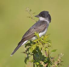 Image result for Pteris kivuensis