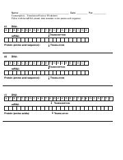 Transcription translation practice worksheet fresh crime scene from transcription and translation worksheet answers, source: Transcription Translation Practice Worksheet Name Date Per Transcription Translation Practice Worksheet Fill In With The Mrna Strand Then Translate To Course Hero