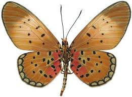 Image result for Platycoryne pervillei