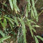 Image result for Oleandra distenta