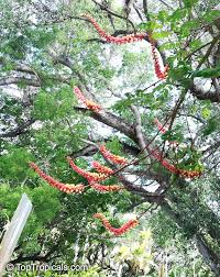 Image result for Combretum sp. A