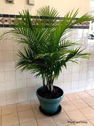 Battling houseplant pests on indoor palm trees. Majesty Palm Care Is Ravenea Rivularis A Good Indoor Plant