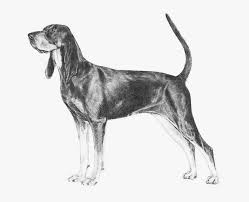 In this article, i am going to give an overview of black and tan coonhound mix, puppy, a lab mix, a beagle mix, a doberman mix, a german shepherd. Black And Tan Coonhound Hd Png Download Kindpng