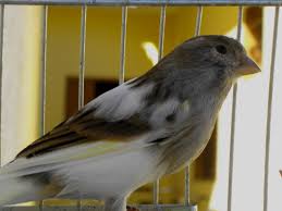 Canaril Alves: abril 2010