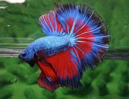 Kecantikan cupang halfmoon tidak cuma terlihat pada bagian ekor dan siripnya, tetapi juga pada hampir keseluruhan tubuh ikan. Arunyar Betta On Twitter Fancy Rosetail Koi Hmpk Betta Halfmoon Halfmoonbetta Bettafish Bettaholic Bettaclub Bettathailand Amazing Beautiful Fish Cupang Https T Co Ulzxxcnsoz
