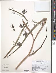 Image result for Cissus humbertii