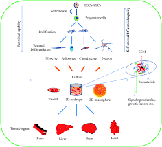 Biomaterials For Stem Cell Differentiation Journal Of