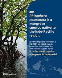Image result for Rhizophora mucronata