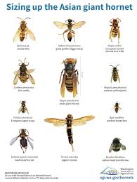 Bees and wasps are closely related as they both are flying insects of the same family. Do We Really Need To Worry About Murder Hornets Elite Care Er Houston Tx
