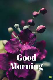 good morning photo के लिए इमेज परिणाम