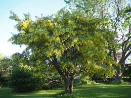 Image result for Laburnum