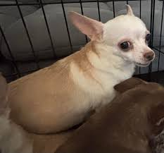 West Texas Pet Detectives