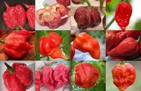 Top 12 Hottest Peppers In The World 2016 Stuffed Peppers Stuffed Hot Peppers Super Hot Peppers