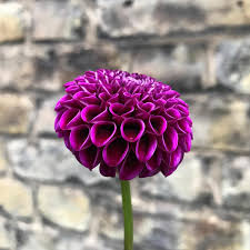 We did not find results for: Dahlias And Me Jack Wallington Garden Design Ltd