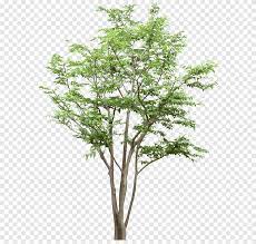 Discover 13091 free tree png images with transparent backgrounds. Tree Tree Trees Png Pngegg