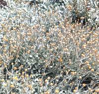Image result for Helichrysum buchananii