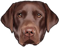 Labrador retriever outdoors etching illustration of my alert, athletic chocolate labrador retriever. Labrador Png Image Brown Labrador Png Transparent Cartoon Jing Fm