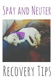 Pin On Dogs