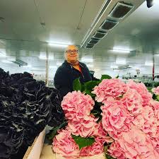 Maybe you would like to learn more about one of these? Botanica Wholesale Florist Home Facebook