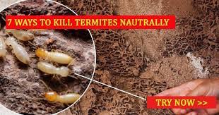 How to prevent ants in the home. How To Kill Termites Naturally 7 Simple Methods To Get Rid Of Termites