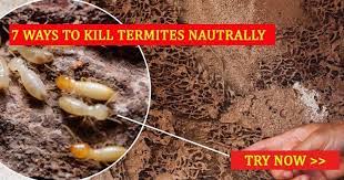 When a nest matures, it begins to create male and female winged termites, which pour out of termite tunnels and take flight. How To Kill Termites Naturally 7 Simple Methods To Get Rid Of Termites