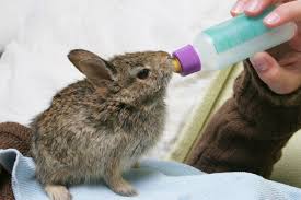 Should the mother rabbit delivery occur outside the nest, you should place them to designated nest and prepare something to warm the newborn babies. Feeding Baby Rabbits Is Not All That Hard Pet Ponder