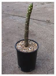 Plumeria Propagation How To Root Plumeria Cuttings Plumeria Tree Plants Plant Cuttings