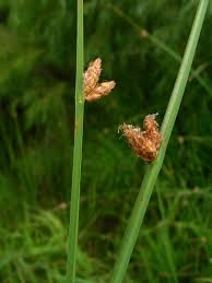 Image result for Schoenoplectus scirpoides