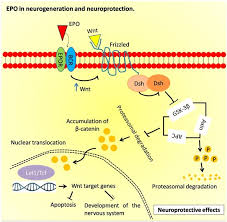 Globe injuries to hospital sultanah aminah, johor bahru, and factors affecting their visual outcome. Revisiting The Role Of Erythropoietin For Treatment Of Ocular Disorders Eye