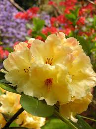 Rhododendron Nancy Evans Plants Wonderful Flowers Flowers